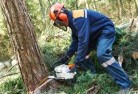 Coogee WAtree-cutting-services-21.jpg; ?>